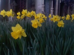 Many bright yellow daffodils in front of a white stone tomb with elaborate columns