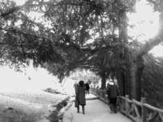 Several people walk on a path, under a large leafy tree (b&w)