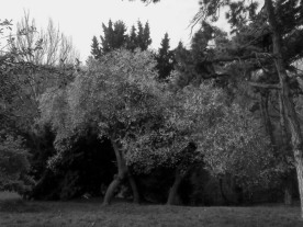 A large spreading tree with many pale flowers (b&w)