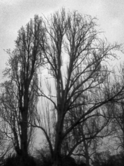 Two tall trees; the extent of their branches forms an inverted parabola against the sky (b&w)