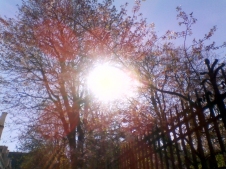 A bright white circle of sun shines through trees bearing tiny pale pink blossoms; their leaves are tinted red by the light