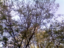 View from below of thin branches of trees with many leaves, blue sky visible through the gaps